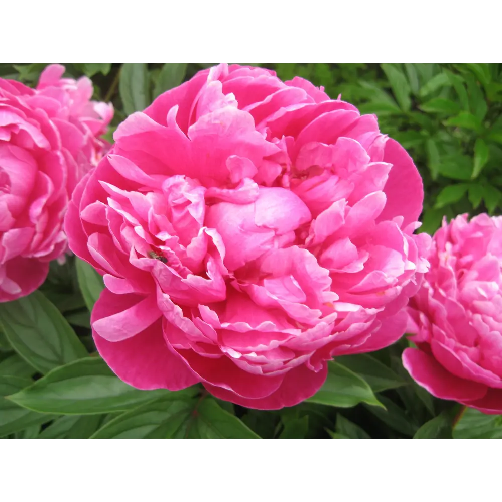 Пион молочноцветковый «Инспектор Лавернь» 15x75 см 82625243 STLM-2198325 PLANTMARKET 