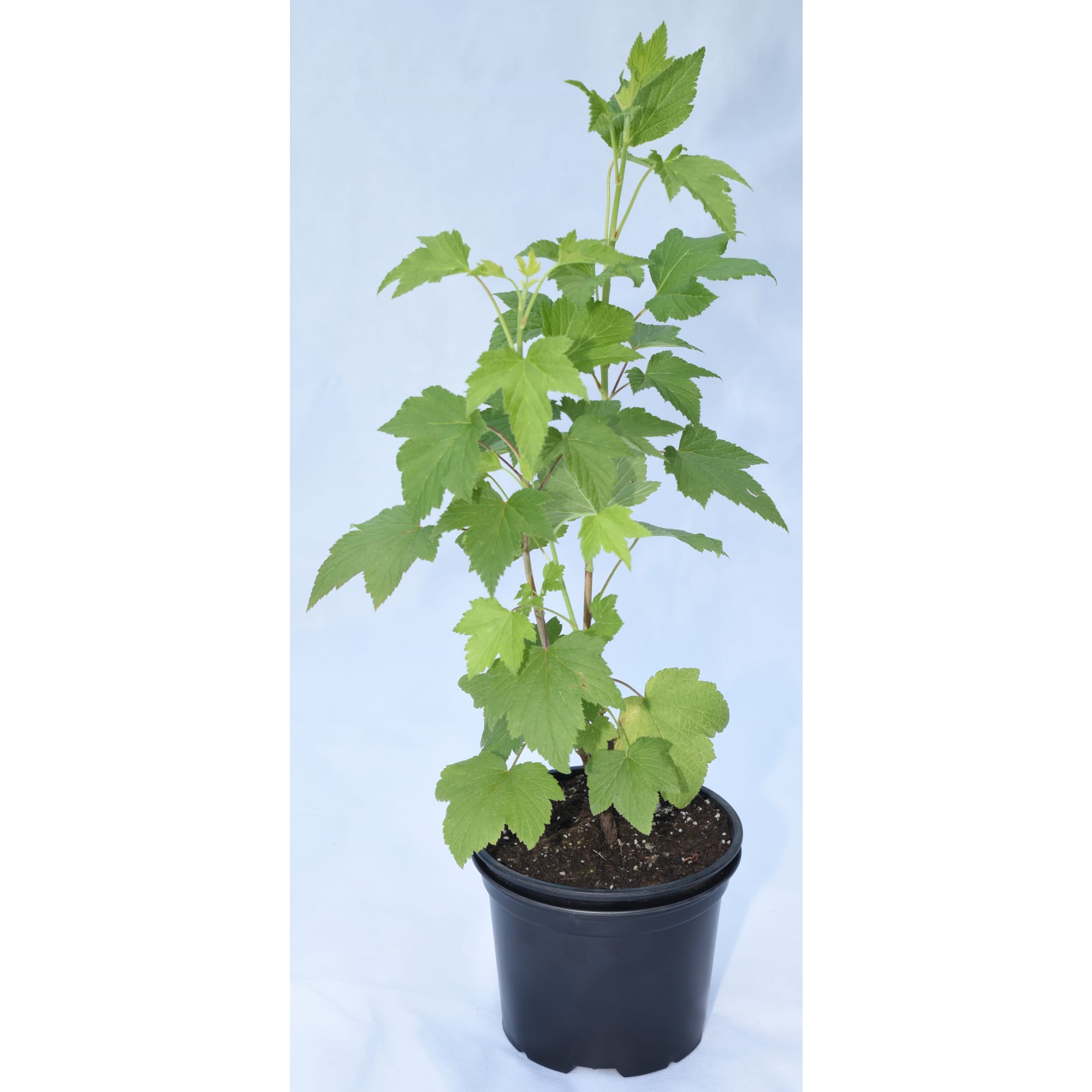 85325461 Смородина красная Ненаглядная ø17 h30 см Santreyd 