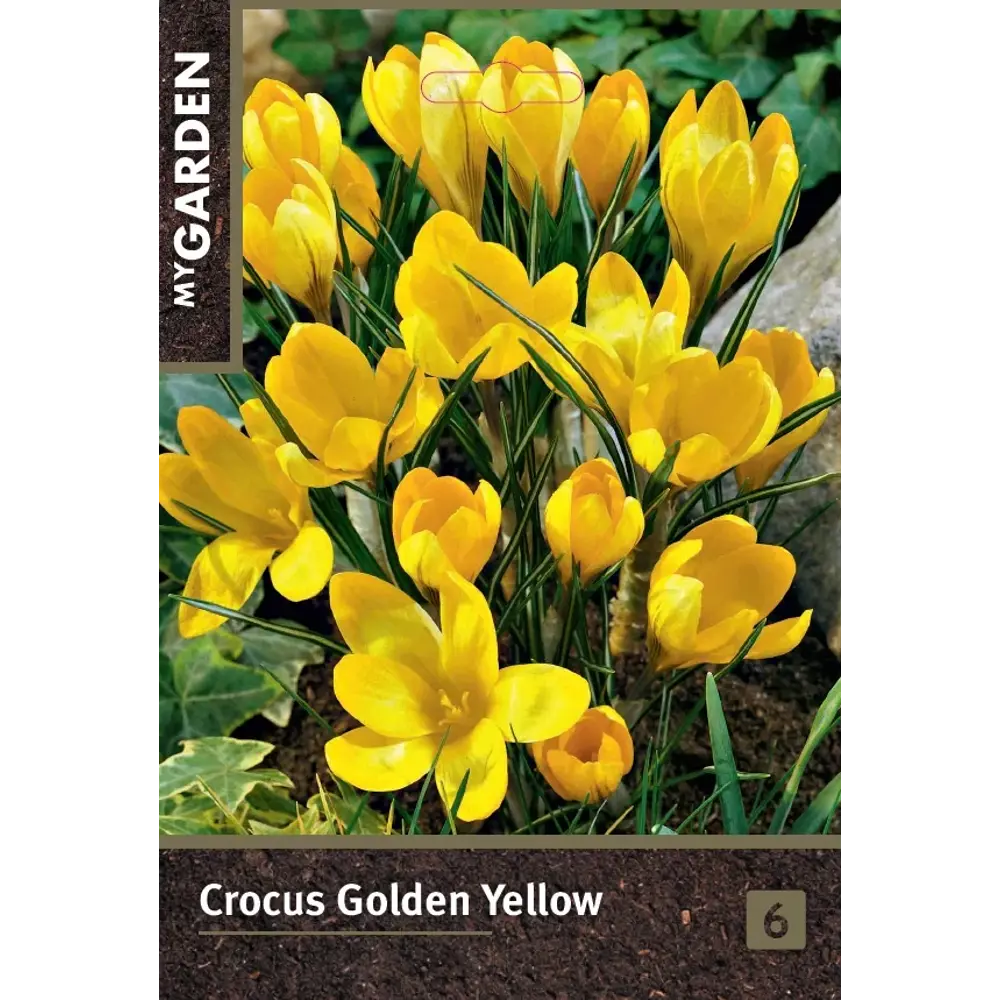 Крокус ботанический Голден Йеллоу луковицы 7/8 Santreyd STLM-2061374
