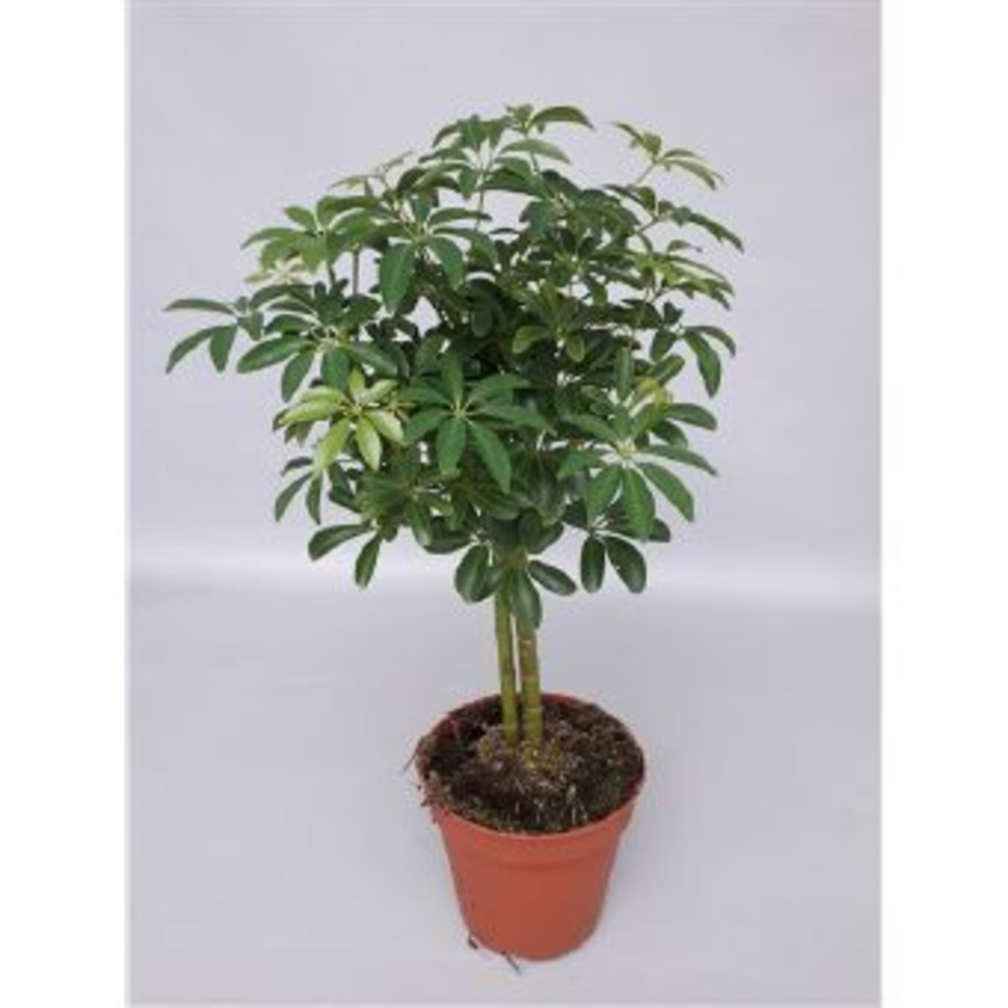 82850390 Шеффлера "Лузеана" 15х45 см Santreyd 