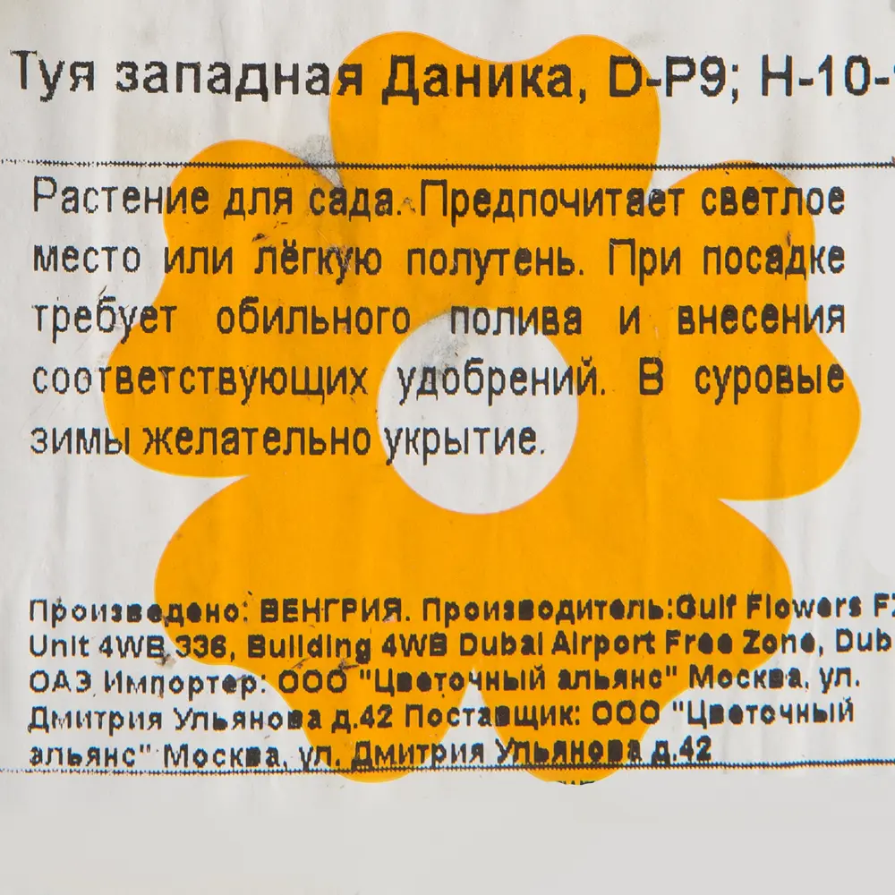 Туя западная «Даника» 9x12.5 см 82601605 STLM-2043019 Santreyd  - Вид №1