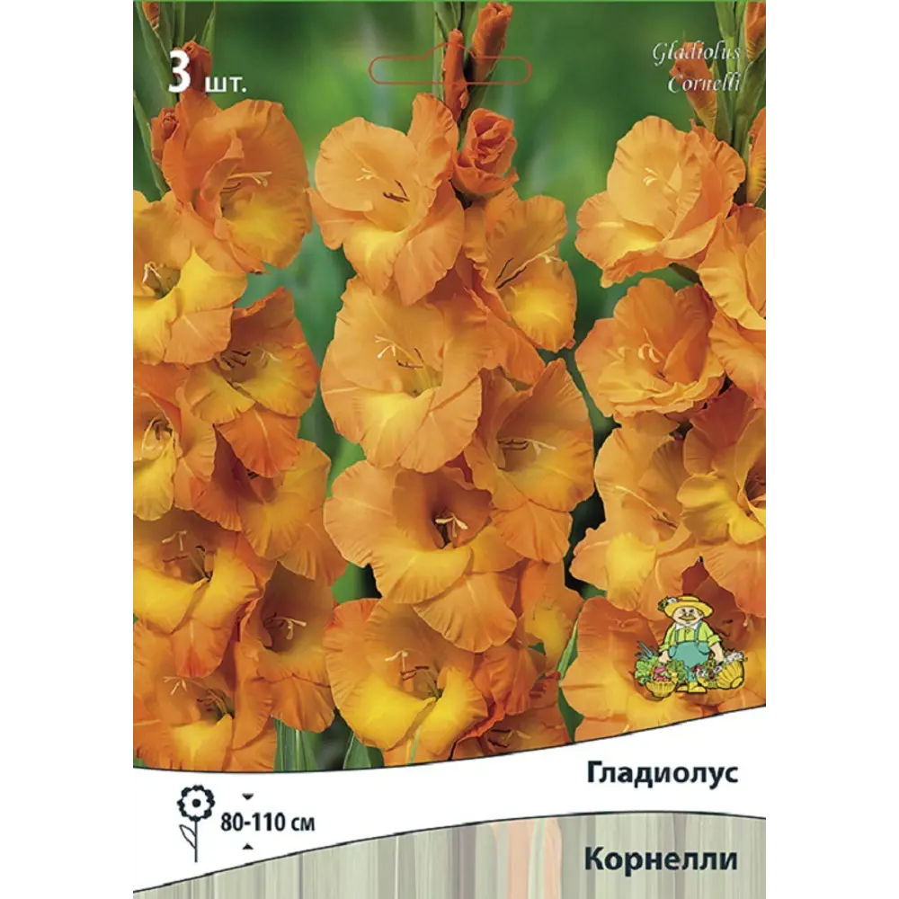 Гладиолус крупноцветковый Корнелли 3 шт ПОИСК STLM-2129771