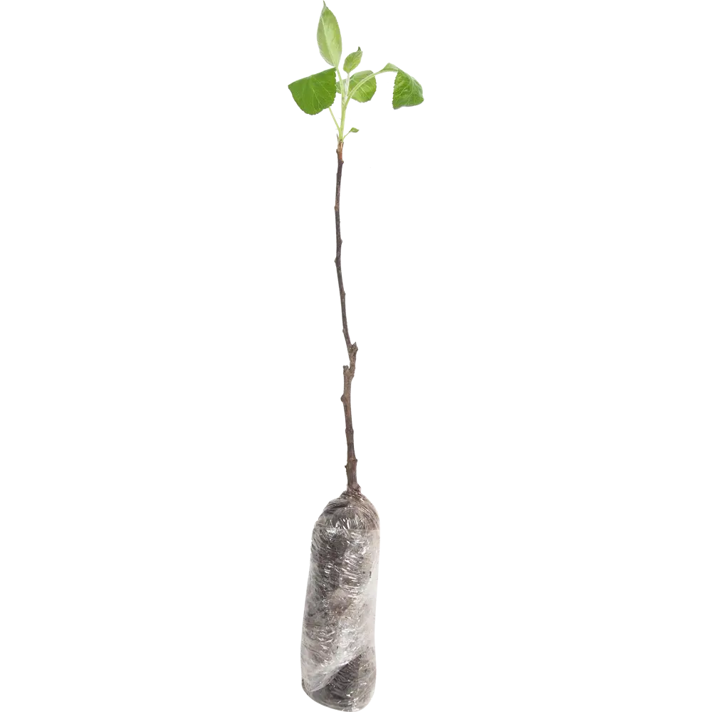 Яблоня домашняя Белый налив в тубе 82539581 STLM-2210497 BOTANIC COLLECTION  - Вид №1