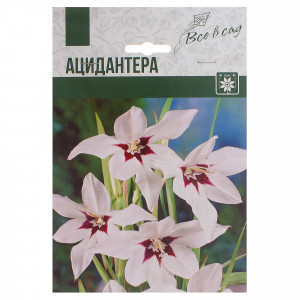 81946032 Ацидантера