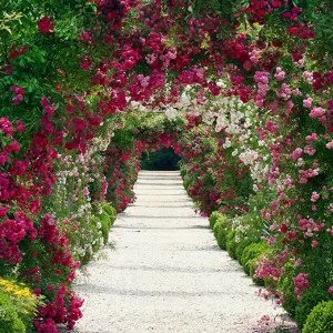 B1-012 Фотообои DIVINO Collection B 2.7х2 м