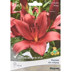 Корневище лилия ла-гибрид Мираж красный 82693454 STLM-2194278