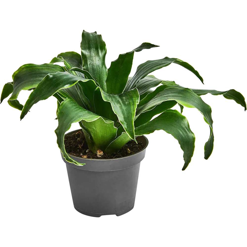 Santreyd Драцена Драгонтри микс — изящное растение с резными листьями 87819512 STLM-0075863 - Вид №5