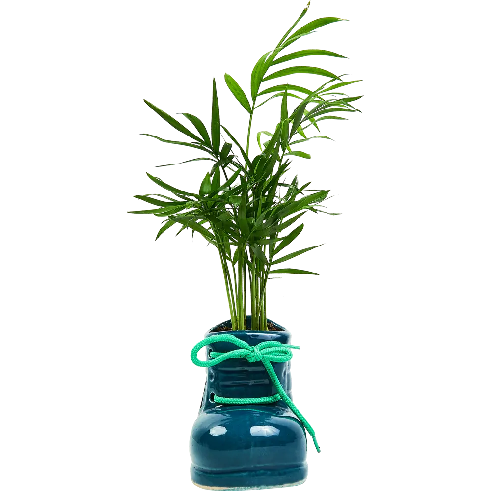 Хамедорея Santreyd - элегантная комнатная пальма с бамбуковыми стеблями 89359681 STLM-1394457 - Вид №2