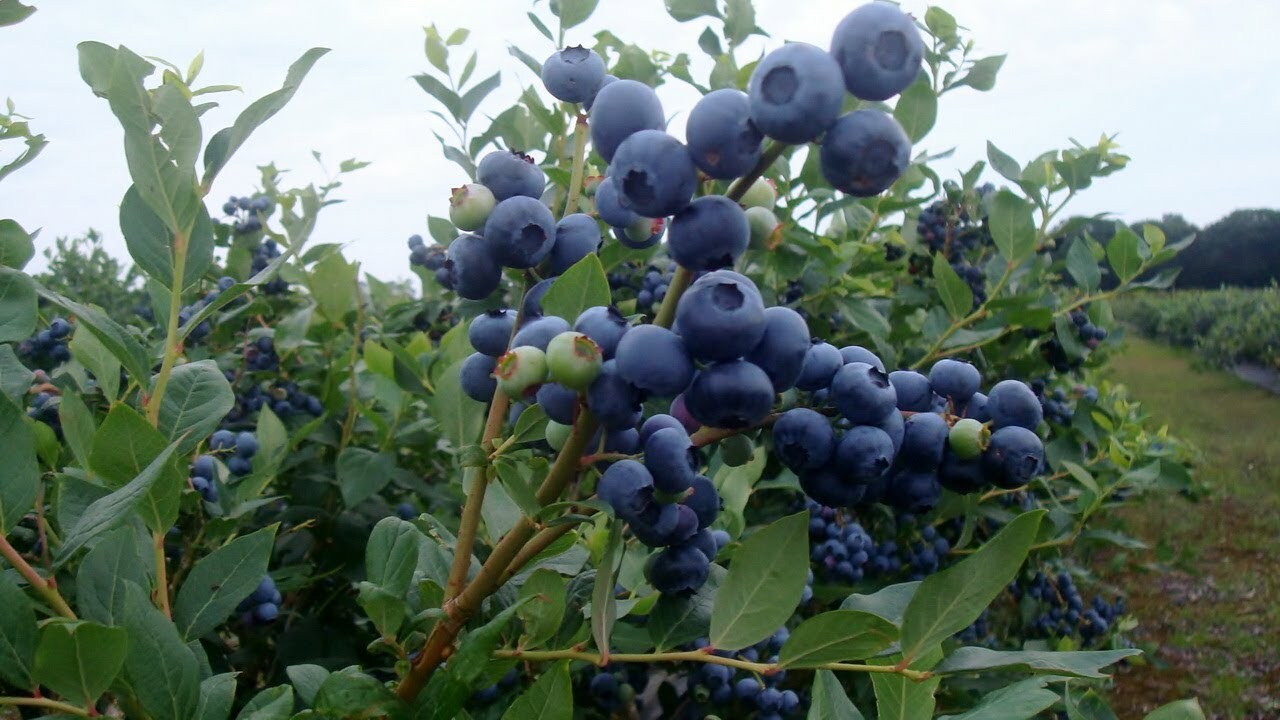 87691177 Голубика садовая Патриот ø13 h20 см STLM-0075068 PLANTMARKET