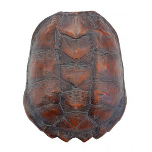 600459-00 ABHIKA ЧЕРЕПАХА БОЛЬШАЯ NATURAL