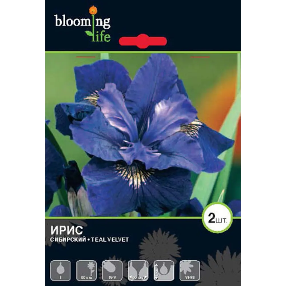 Ирис сибирский «Тил Вельвет» 82539352 STLM-2175756 BLOOMING LIFE 