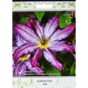 89353281 Клематис крупноцветковый Тае ø5 h10 см STLM-0963762