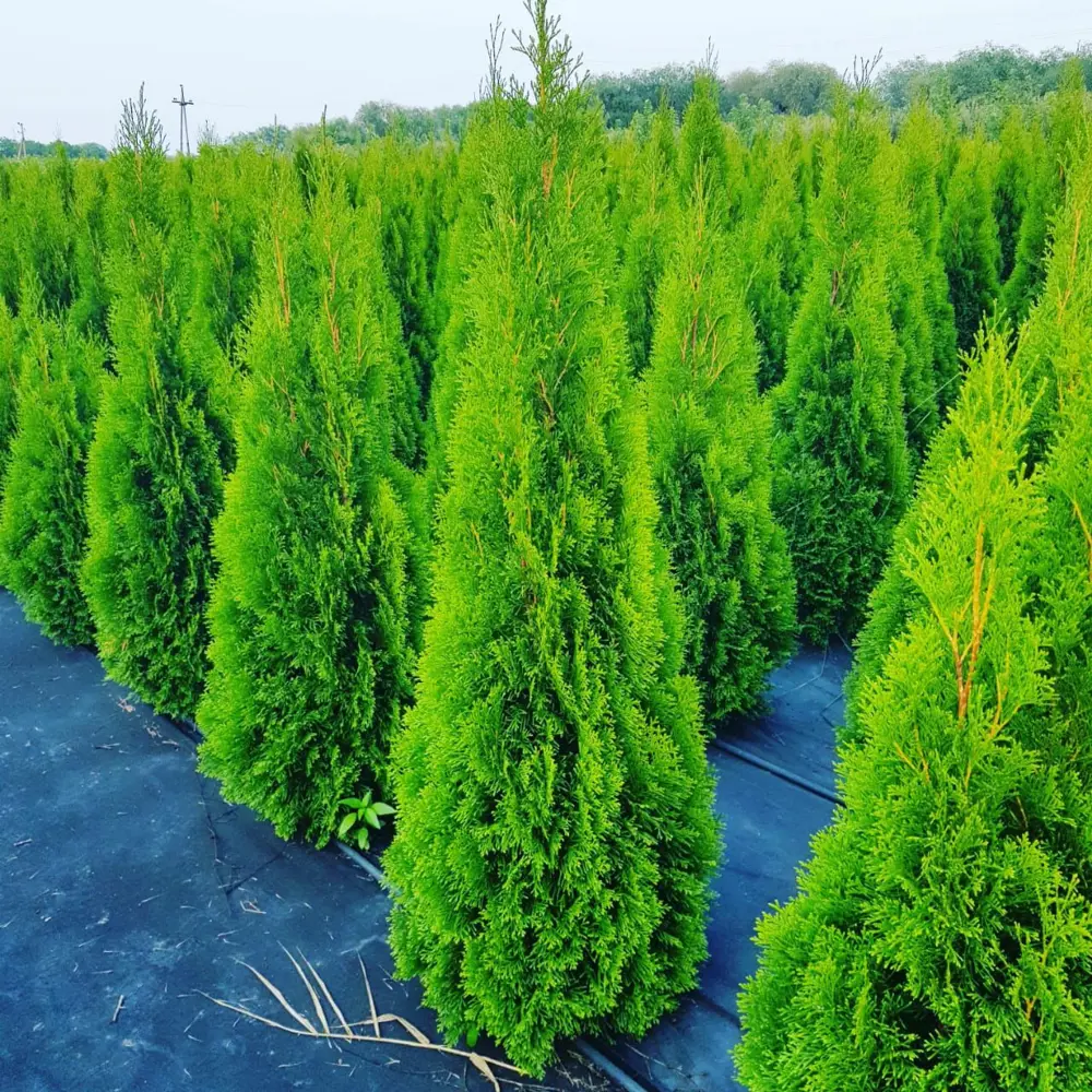 Santreyd Туя Смарагд — Изумрудное украшение вашего сада 89363744 STLM-1438331