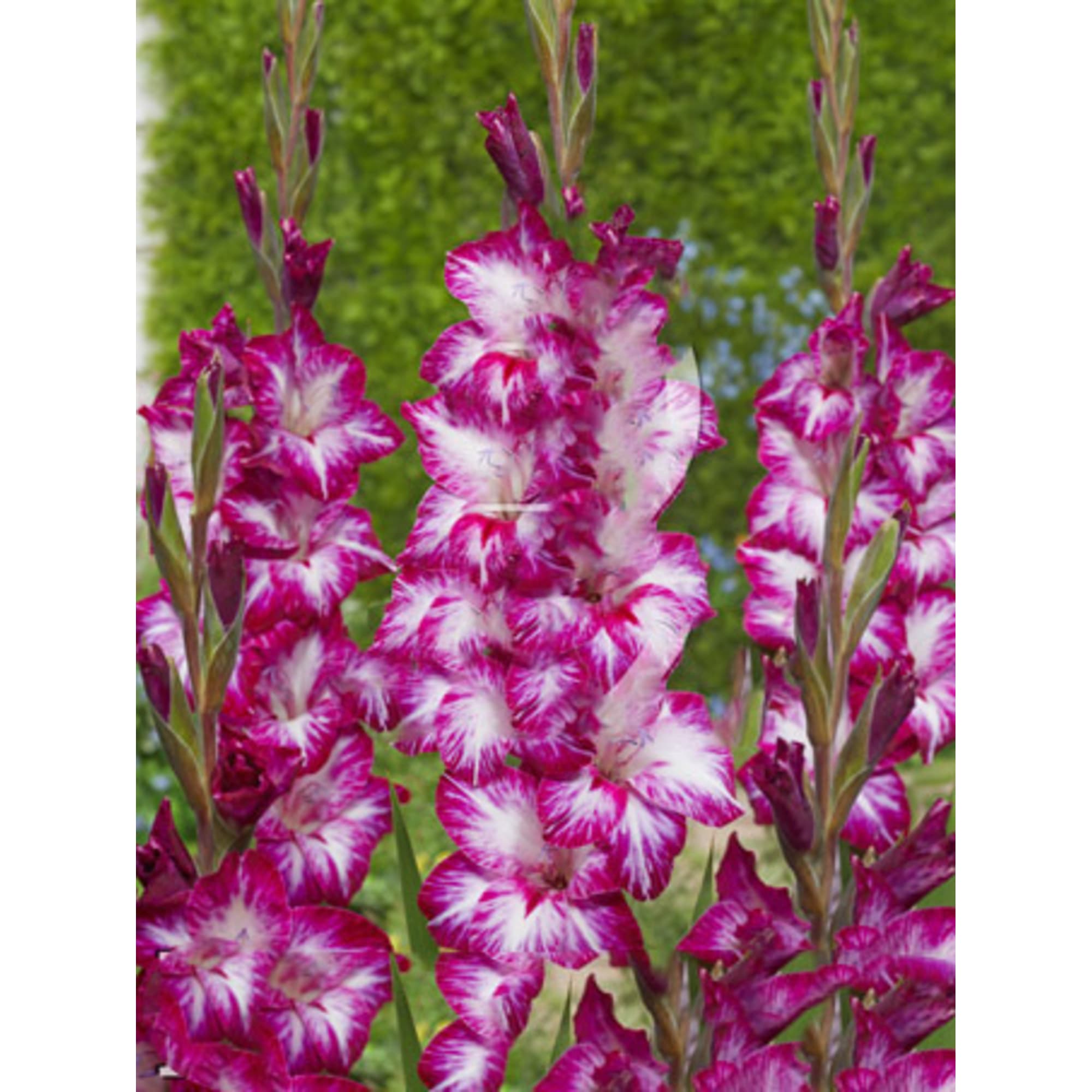 82539343 Гладиолус крупноцветковый «Реполло Рохо» Santreyd  - Вид №2