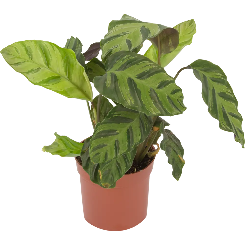 Santreyd Калатея микс - декоративное растение с узорчатыми листьями 82932702 STLM-0038096