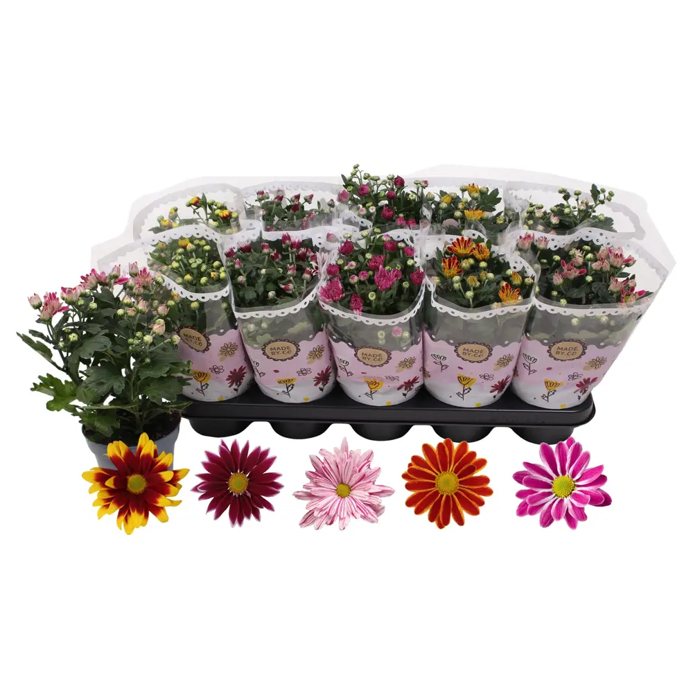 Хризантема комнатная Микс в горшке ø12 см 89434512 Santreyd STLM-1584846