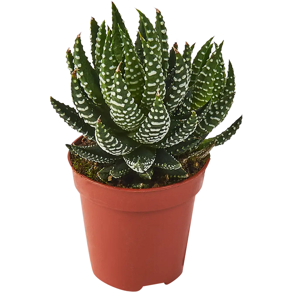 Santreyd Хаворция микс — суккулент для современного интерьера 85325019 STLM-0061569 - Вид №1