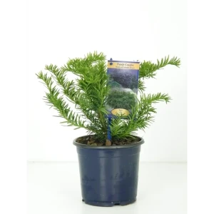 Тис ягодный «Репанденс» 9x15 см 82601683 STLM-2030394
