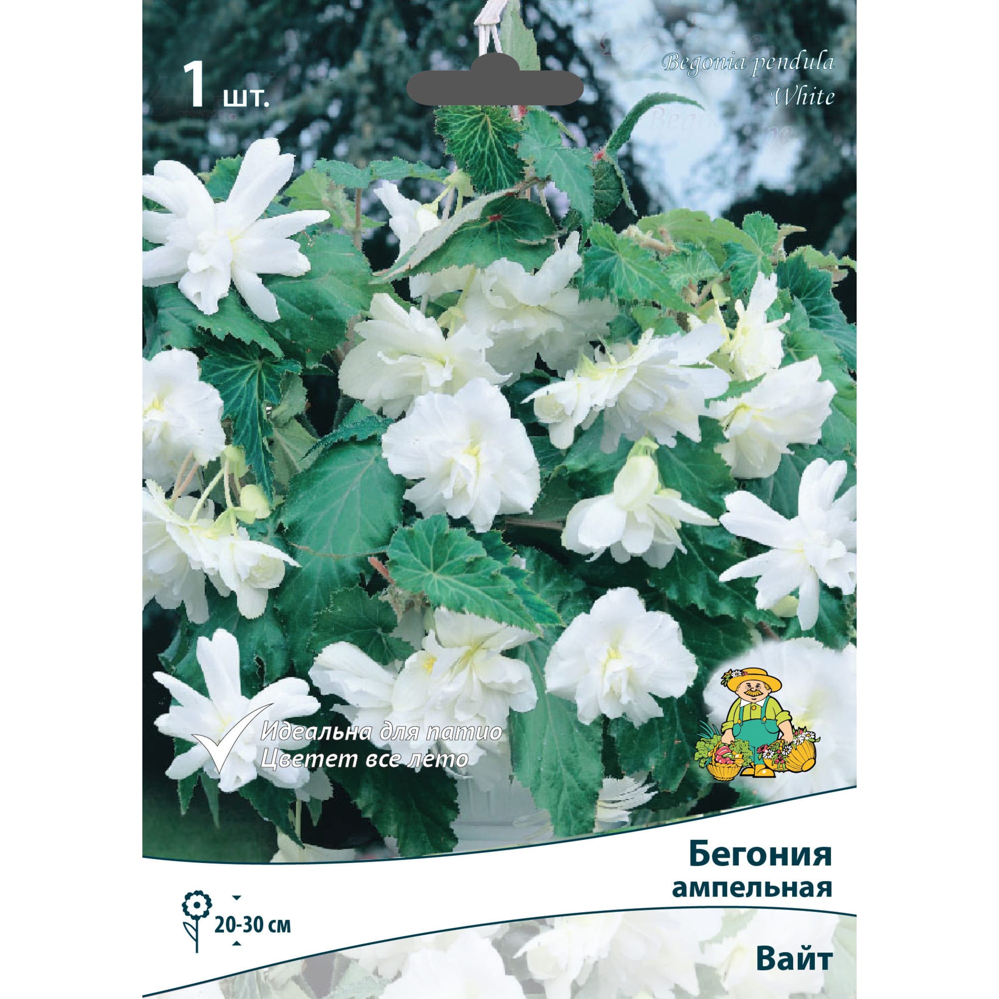 83593709 Бегония ампельная Вайт луковица 5/6 Santreyd 