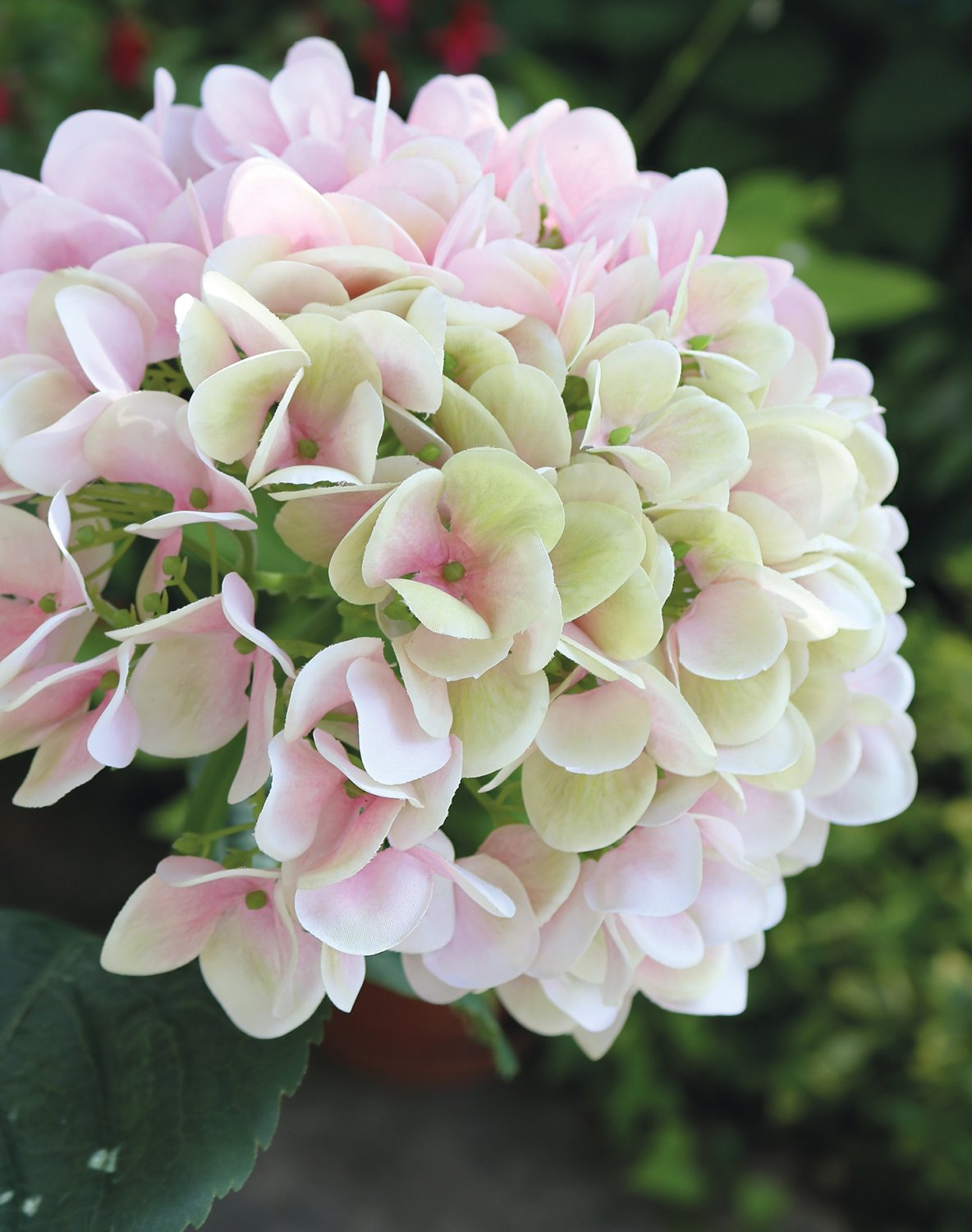 2270 508 a3 Искусственная гортензия, 65 см, розово-зеленая H-andreas  - Вид №3