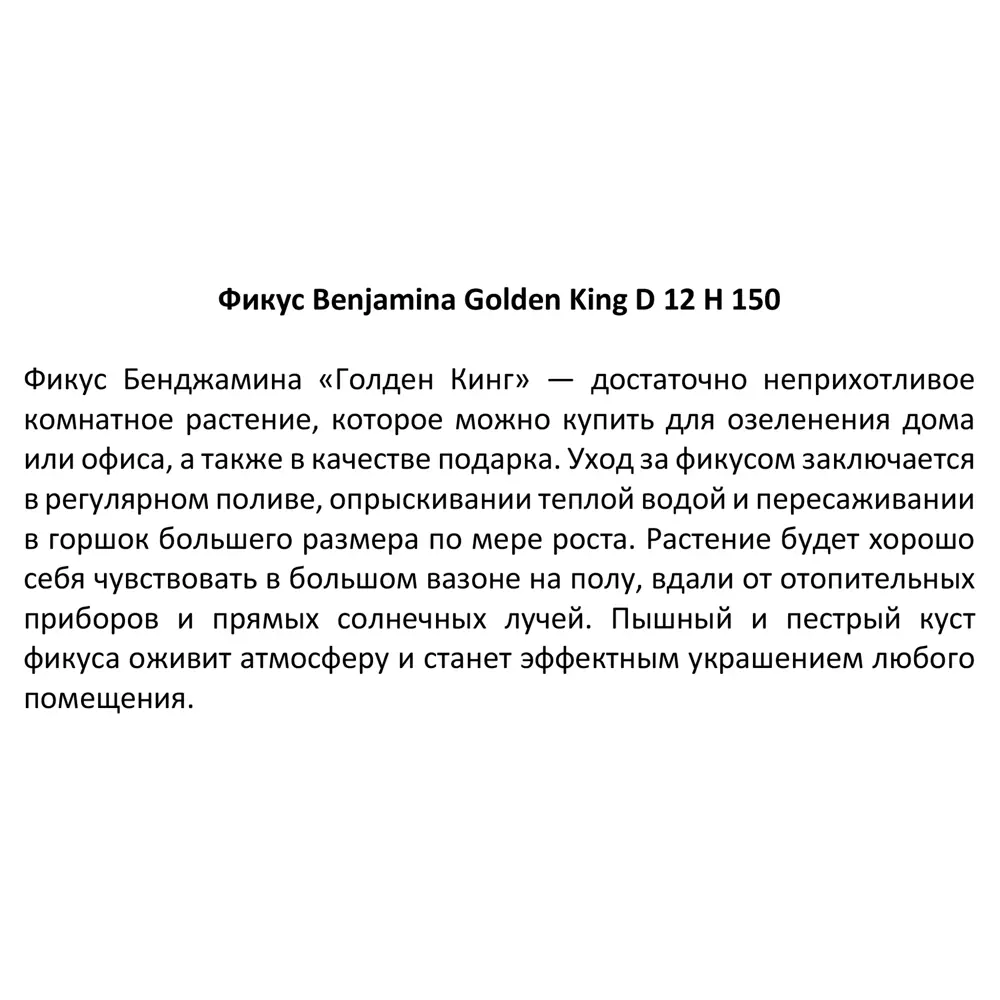Santreyd Фикус Бенджамина Голден Кинг — пышное комнатное растение с декоративной листвой 11820979 STLM-0001500 - Вид №1