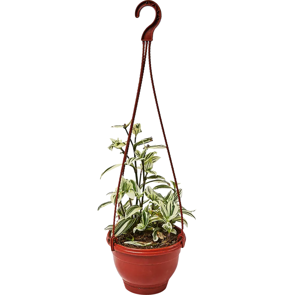 Santreyd Традесканция белоцветковая в подвесном кашпо 89338382 STLM-0955333