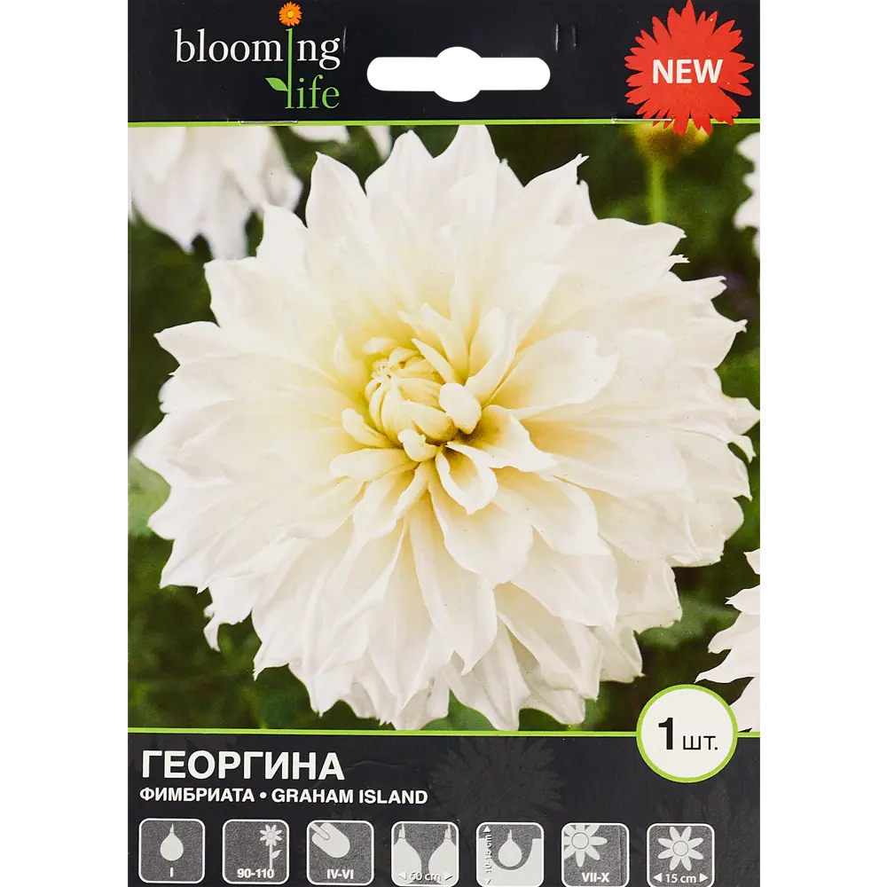 Георгина Фимбриата Грехем Айленд 1 шт. 83628445 STLM-2001123 BLOOMING LIFE 