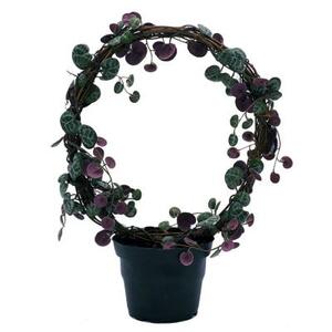 Церопегия искусственная