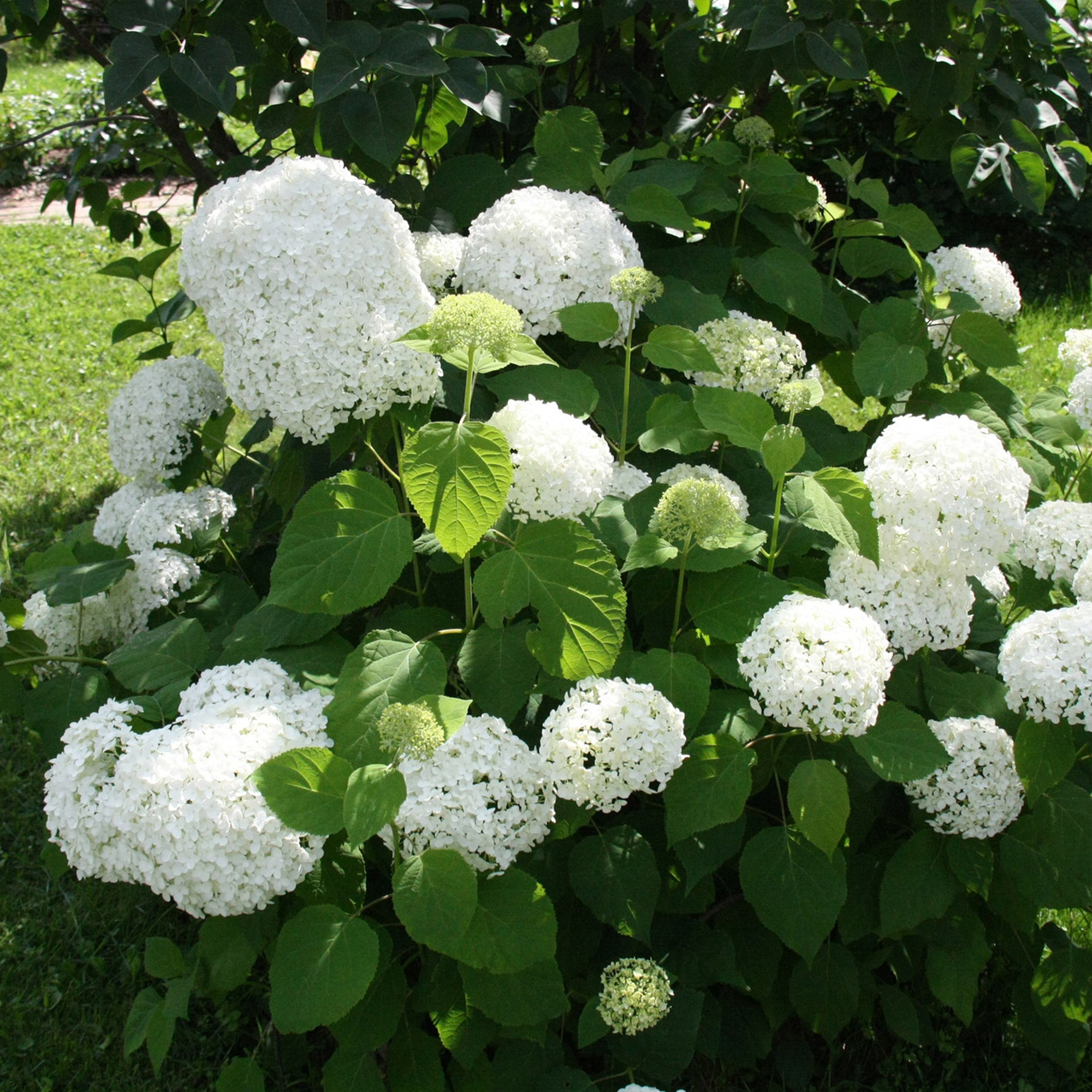 Гортензия древовидная Анабель Santreyd - пышное цветение с июня по октябрь 82237730 STLM-0022555 - Вид №1