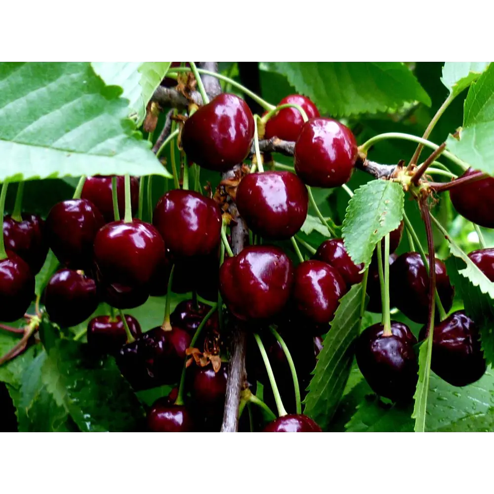 Черешня Ревна пакет 89465411 STLM-2177289 PLANTMARKET 