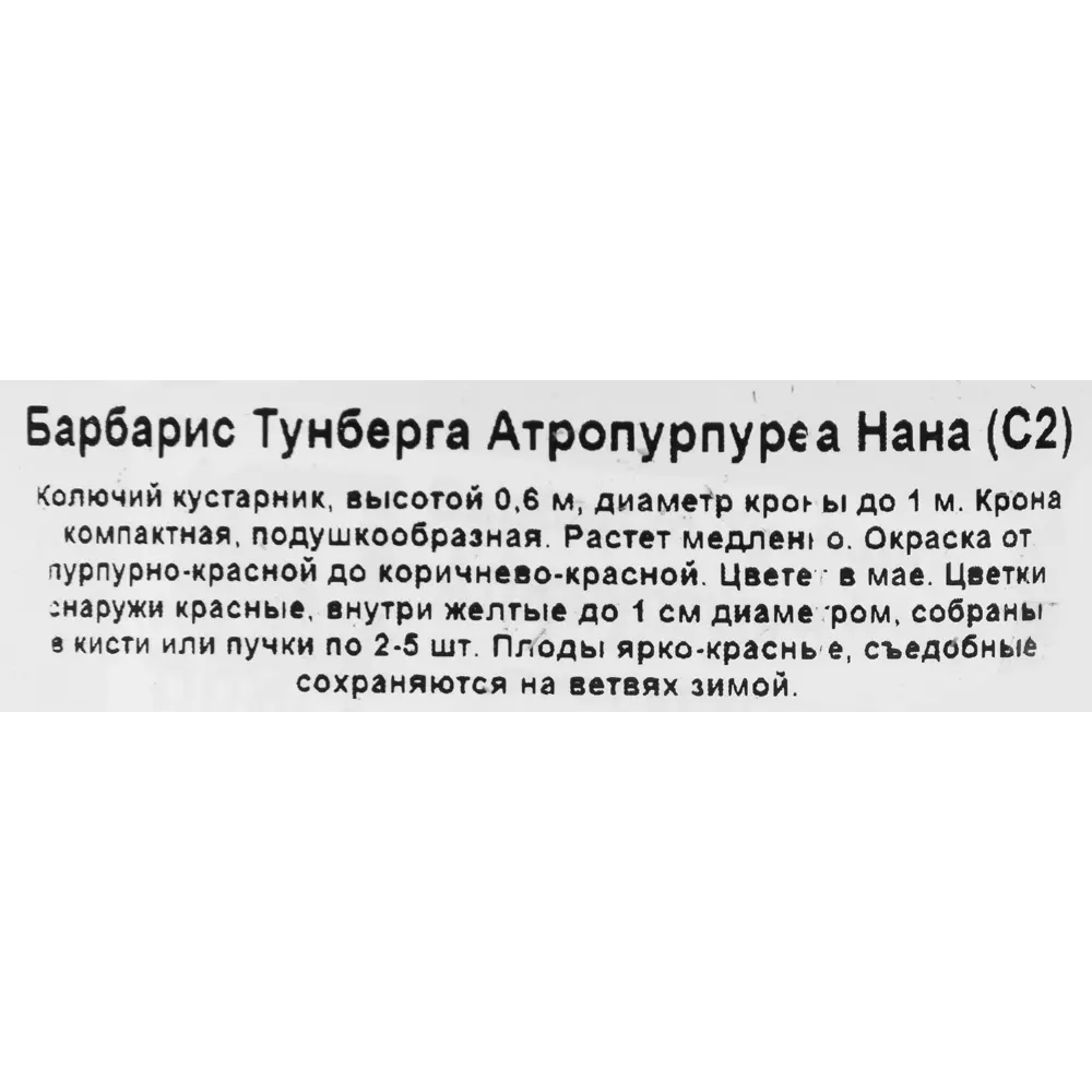 Барбарис Тунберга «Атропурпуреа Нана», контейнер 2 л 81968693 STLM-2067705 Santreyd  - Вид №2