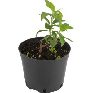 Гортензия метельчатая Фантом ø15 h35 см