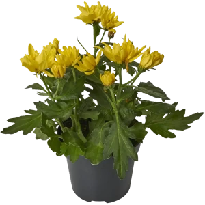 Хризантема Биколор микс 12x25 см 82399755 STLM-2104823