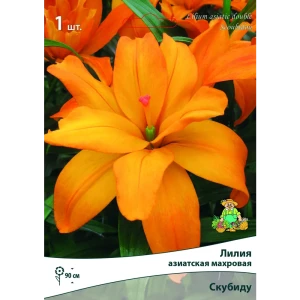 Лилия азиатская махровая Скубиду луковица 14/16 83597447 STLM-2052084