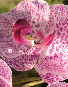 2832 227 a3 Искусственная орхидея Phalaenopsis, горшечная, 100 см, real touch, светло-фиолетовый-темно-фиолетовый H-andreas