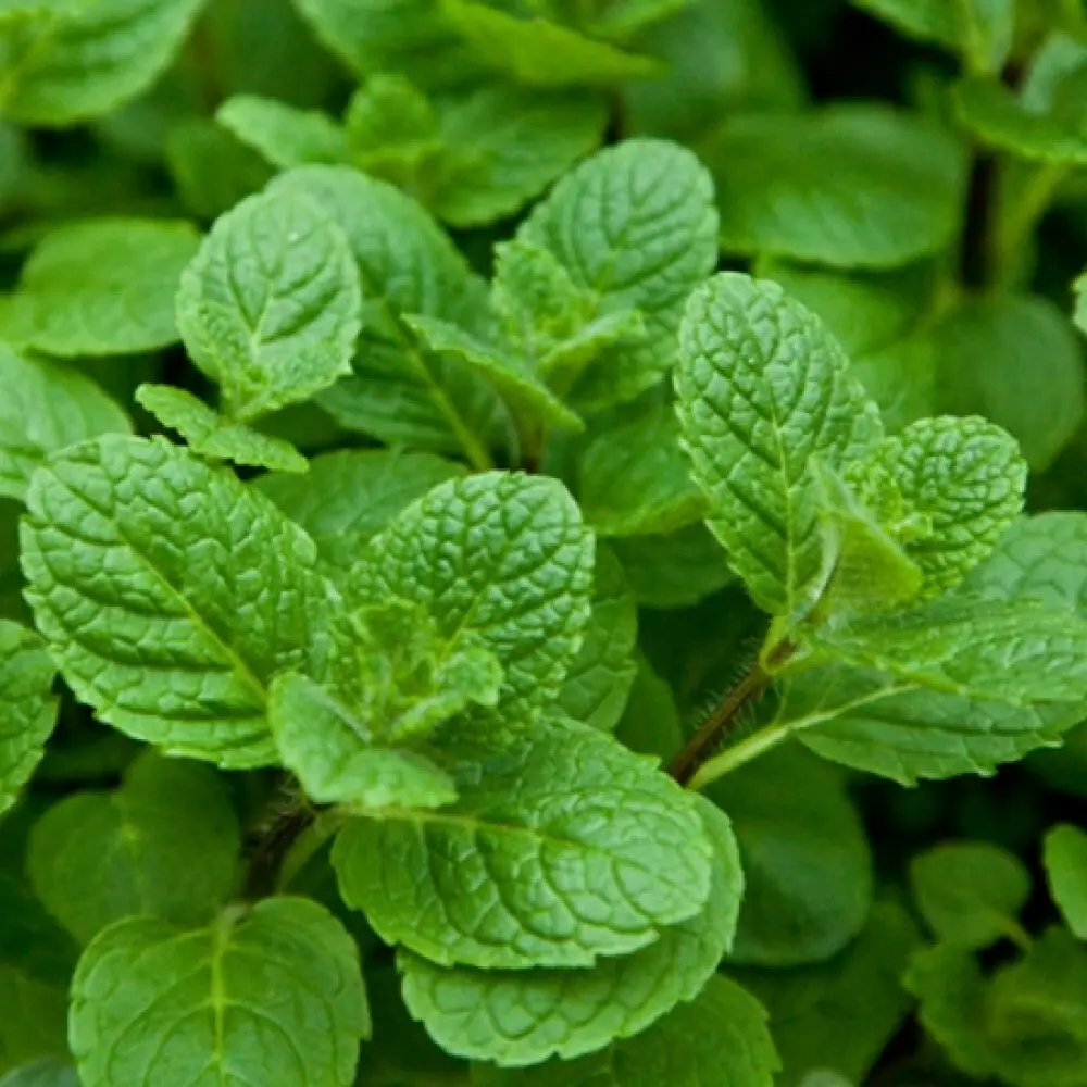 Мята Душистая ø15 h40 см 84832058 STLM-2210909 PLANTMARKET 
