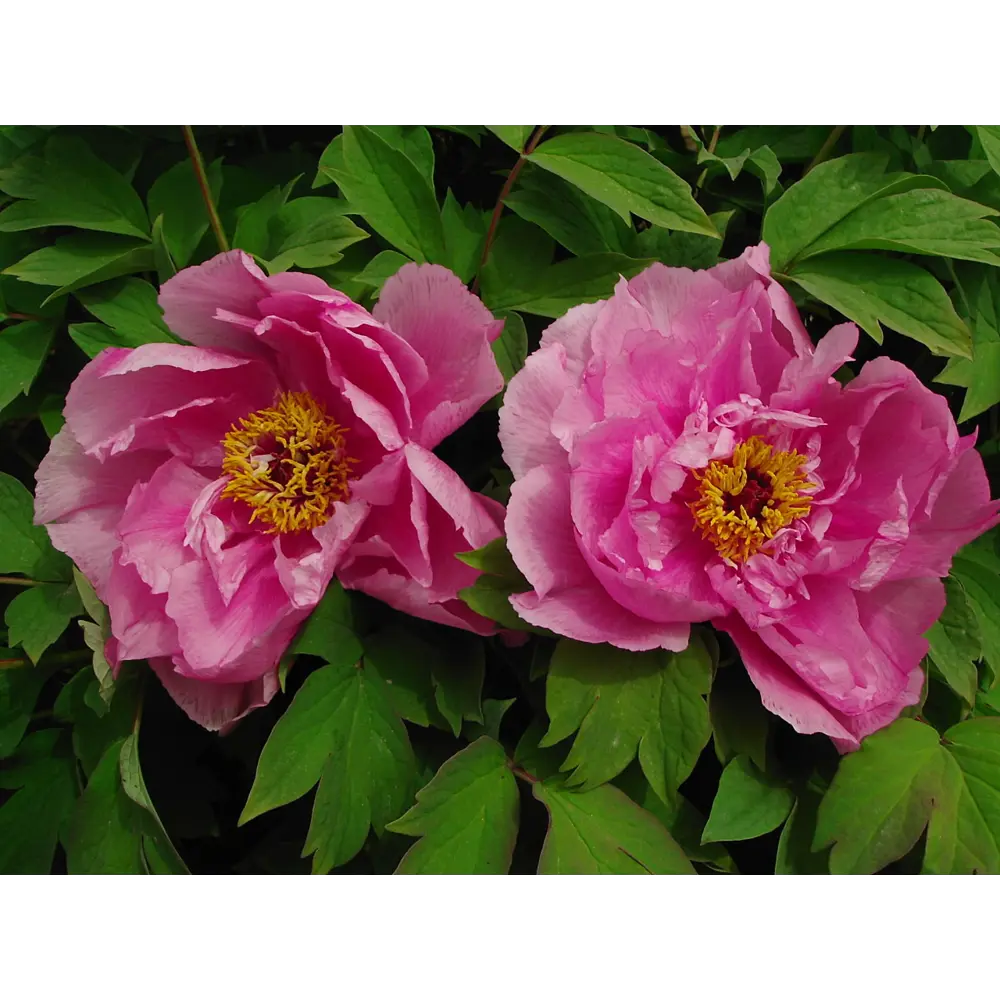 Пион древовидный Розовая пагода в тубе 82539502 STLM-2010530 BLOOMING LIFE  - Вид №3