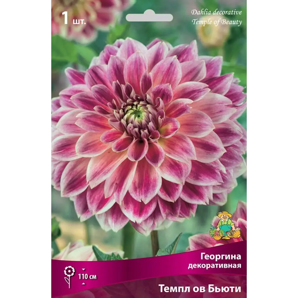 Георгина декоративная Темпл Ов Бьюти луковица I 83593829 STLM-2165106 Santreyd 