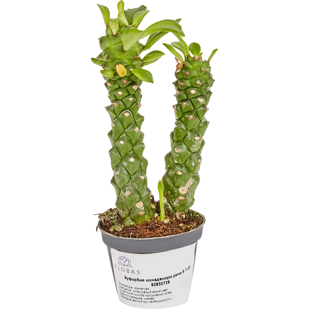 Santreyd Эуфорбия Монадениум Ричи - суккулент для дома 82932729 STLM-0038107
