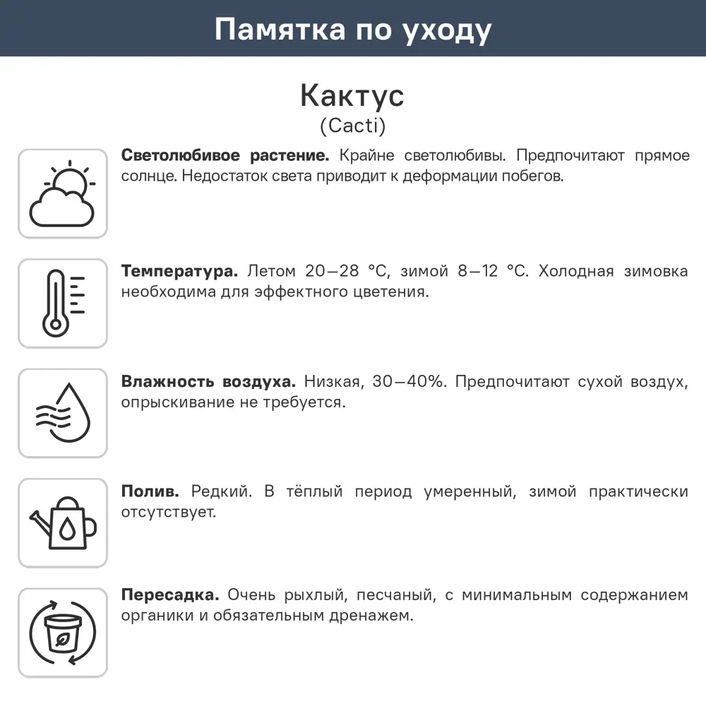 Кактус Сьерра микс ø5.5 h12 см 89451847 STLM-2097741 Santreyd  - Вид №1