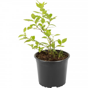 82585402 Голубика высокорослая «Голдтраубе 71» 17x30 см