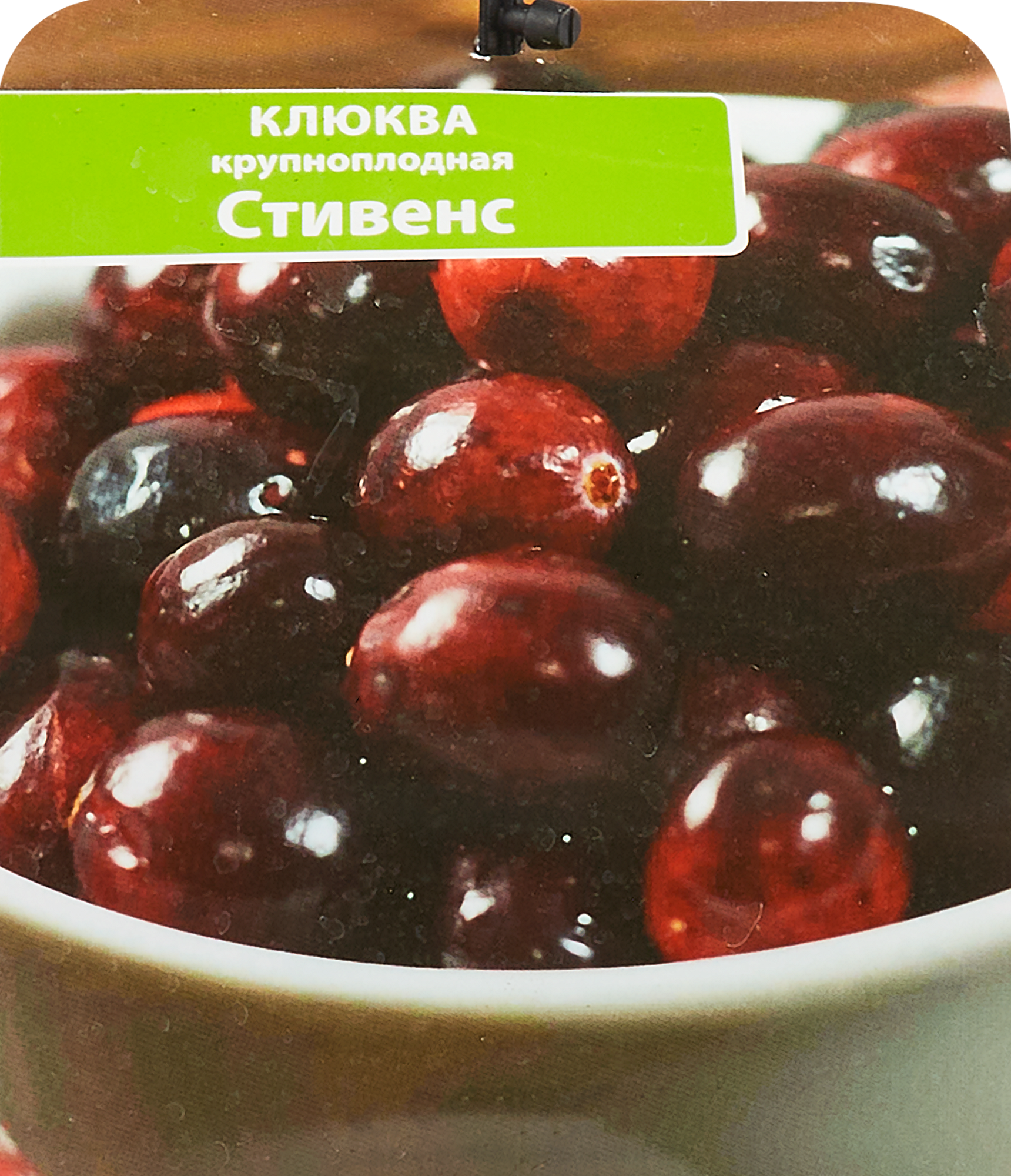 Клюква Стивенс Santreyd — морозостойкий саженец с обильным урожаем 85325517 STLM-0061610