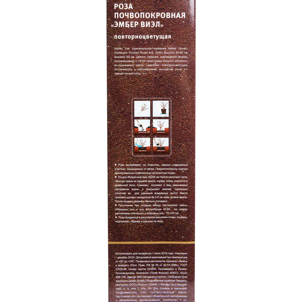 Роза почвопокровная «Эмбер Виэл» в тубе 82142842 STLM-2077005 Santreyd  - Вид №2