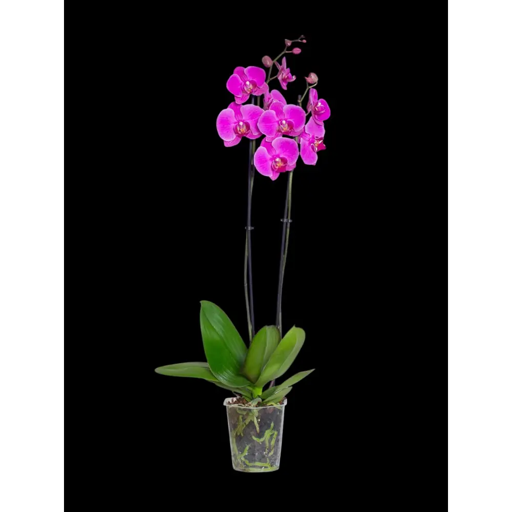 Орхидея Фаленопсис в горшке ø12 см, высота 55 см 89440086 Santreyd STLM-1584010