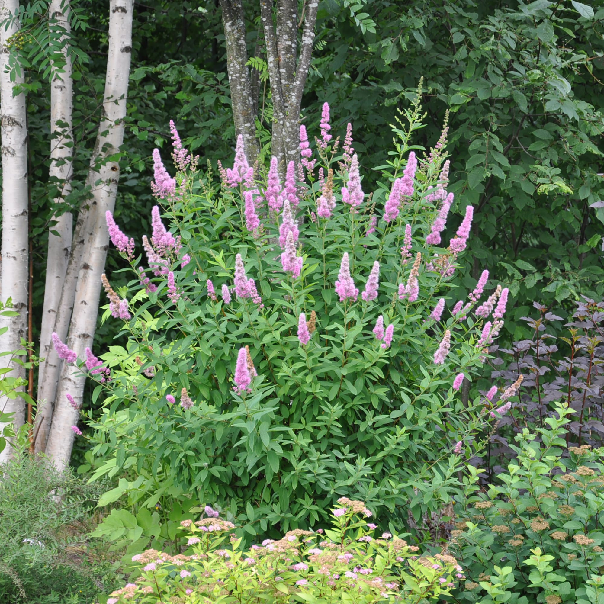 18321161 Спирея «Билларда С2», 40 см Santreyd  - Вид №2