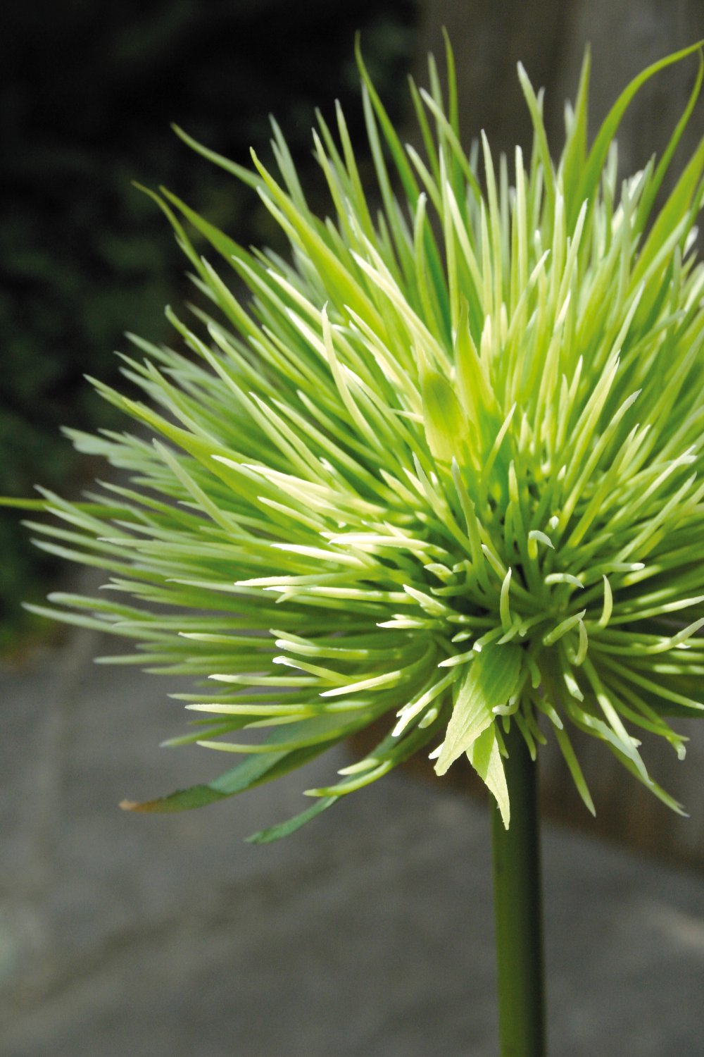 5851 883 a2 Искусственный ковыль китайский, 85 см, зеленый H-andreas 