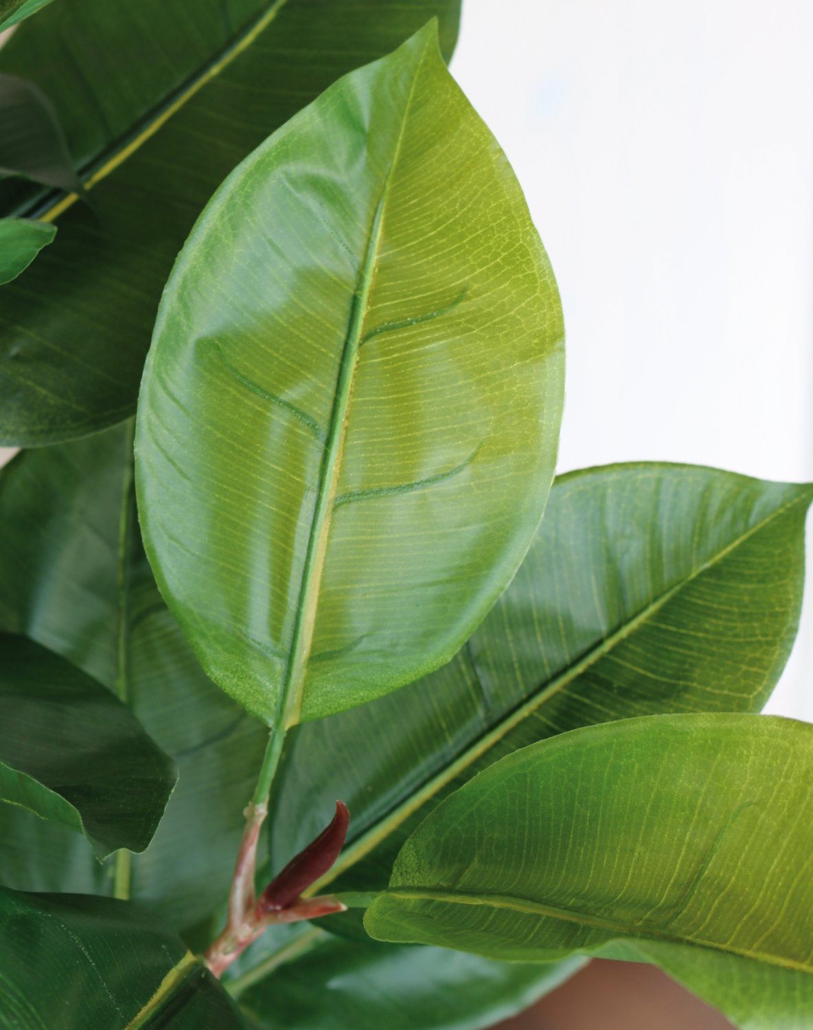 5762 883 a3 Искусственный фикус эластика (каучуковое дерево) в горшке, 90 см, зеленый H-andreas 