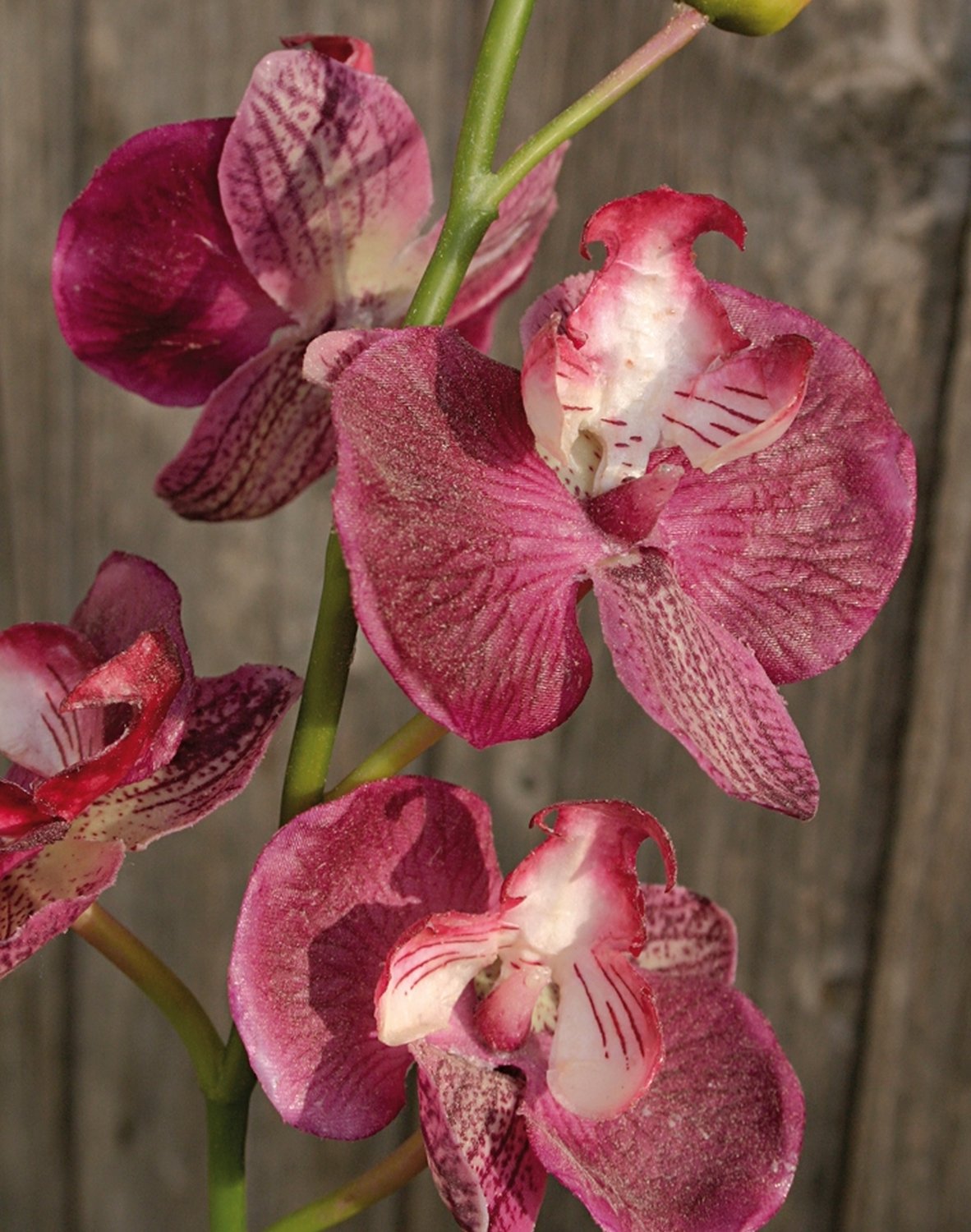 2579 515 a2 Пластиковая орхидея Phalaenopsis, ваза с водой, 80 см, real touch, розовая H-andreas  - Вид №2