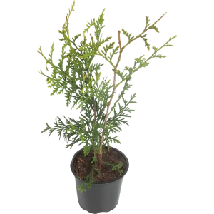 Туя западная «Брабант» 10x25 см 82601603 STLM-2076052