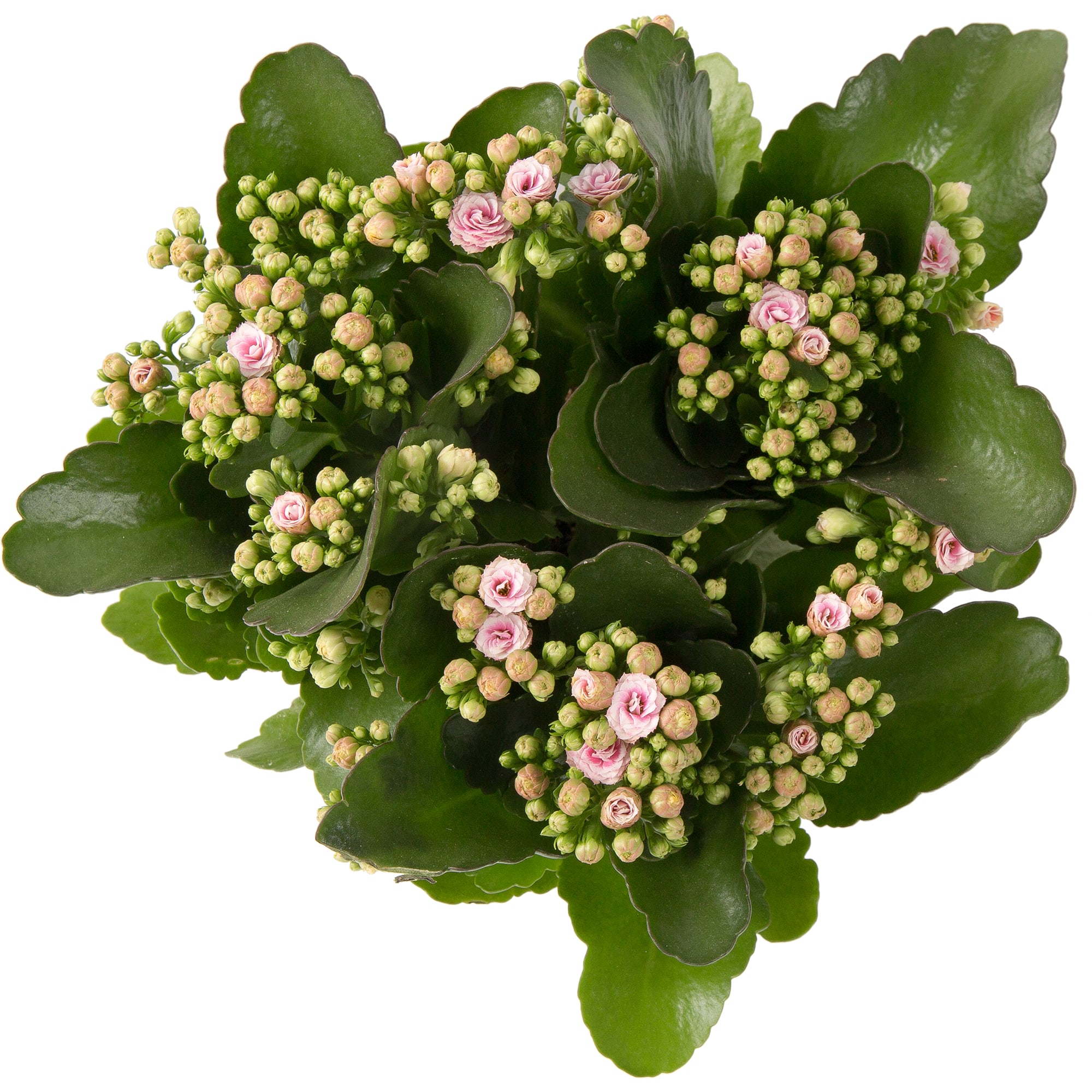 82399680 Каланxое Каландива микс 15x25 см Santreyd  - Вид №1